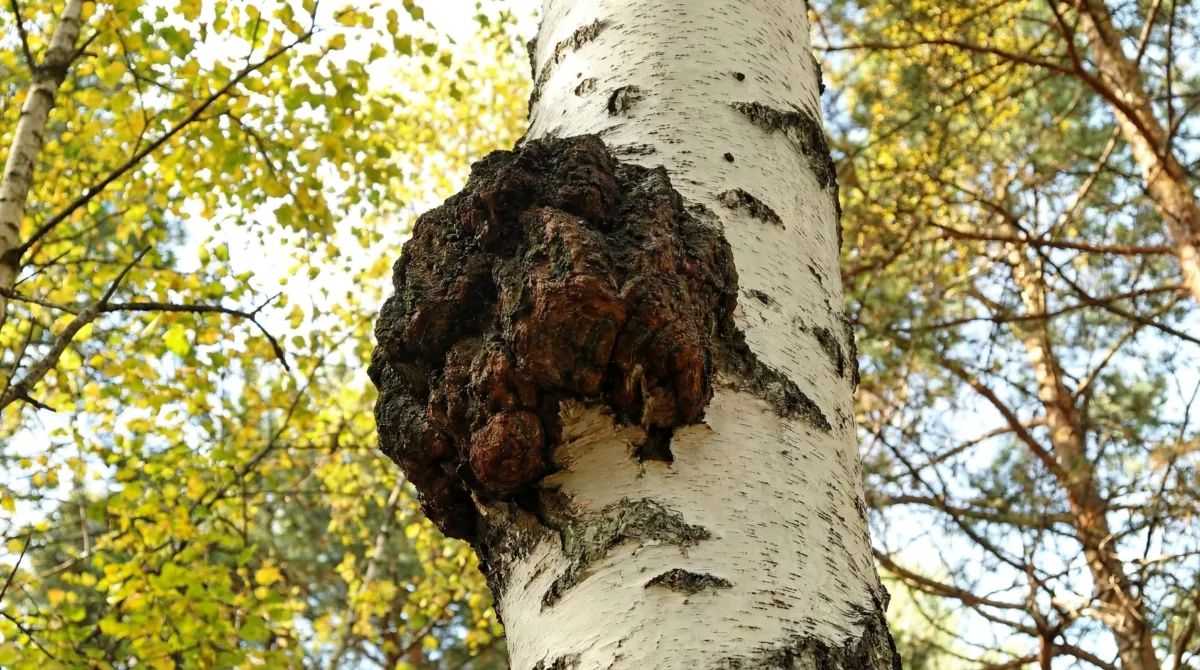 Chaga-Pilz - Schlecht f&uuml;r die Birke gut f&uuml;r den Menschen