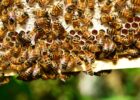 Bienen im Bienenstock an den Waben