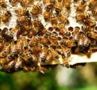 Bienen im Bienenstock an den Waben