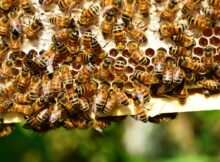 Bienen im Bienenstock an den Waben