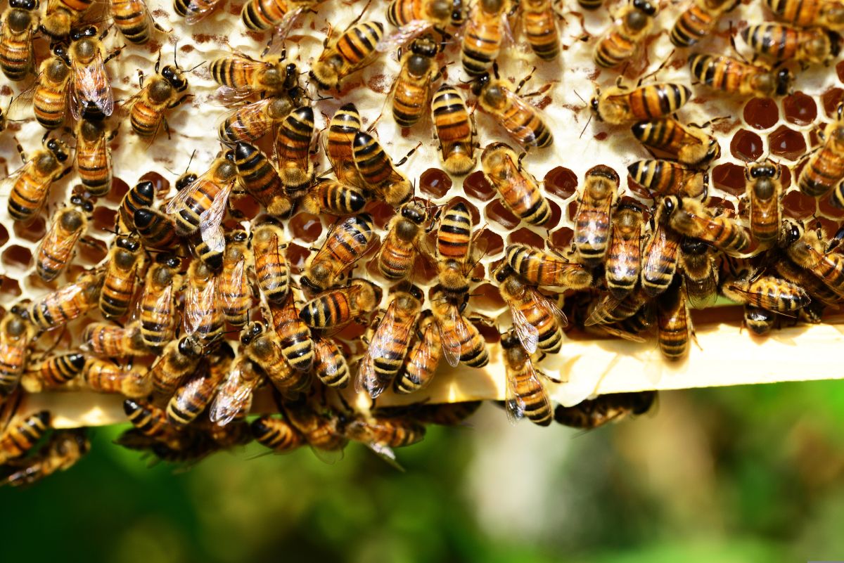Bienen im Bienenstock an den Waben
