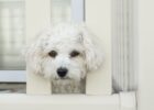 Kleiner weisser Hund guckt traurig