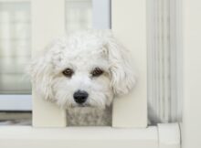 Kleiner weisser Hund guckt traurig