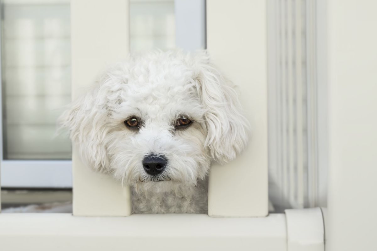 Kleiner weisser Hund guckt traurig