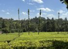 Zum Tag des Tees 2026 ist es Zeit, nach Kenia zu blicken