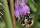 Wildbiene an einer Blüte