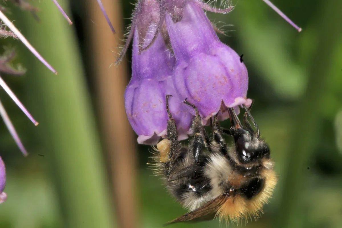 Wildbiene an einer Blüte