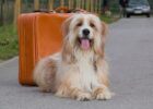 Auch der Hund kann die Reise unbeschwert genießen