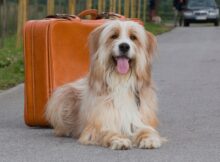 Auch der Hund kann die Reise unbeschwert genießen