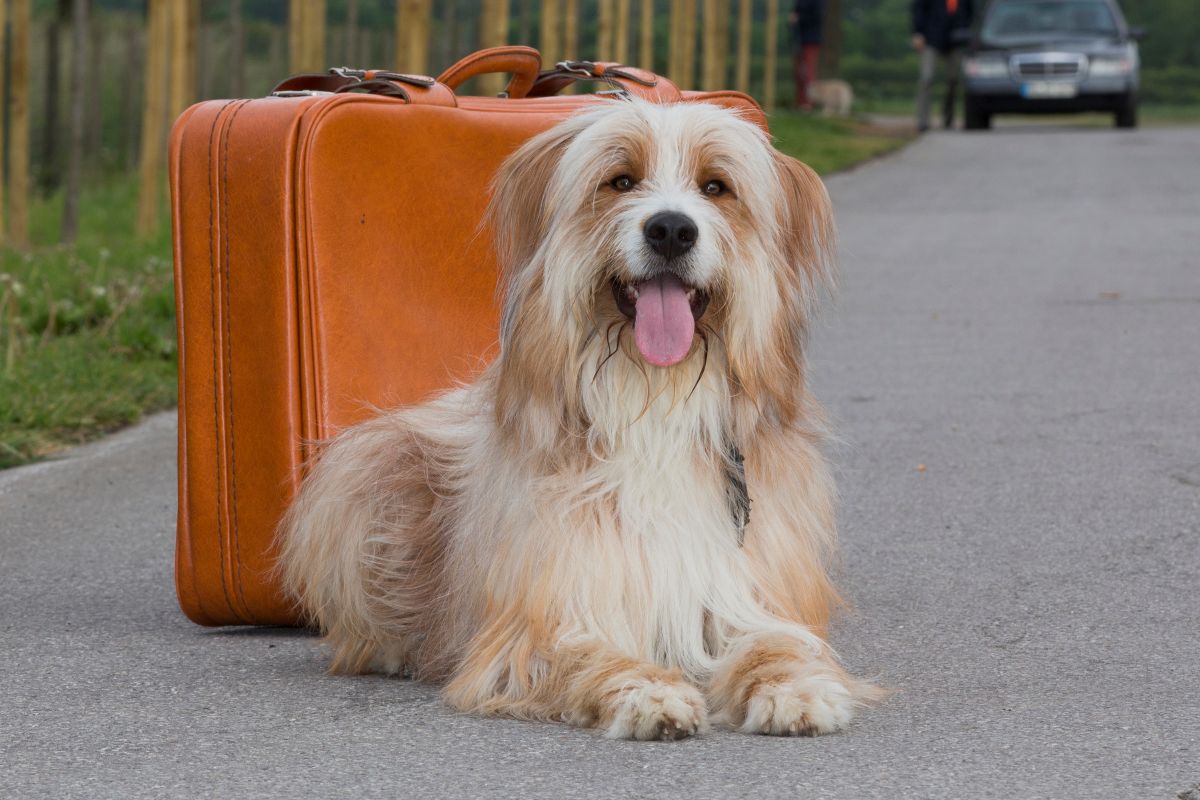Auch der Hund kann die Reise unbeschwert genießen
