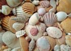 viele schöne bunte Muscheln