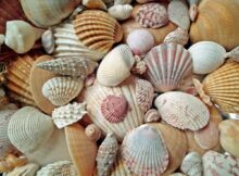viele schöne bunte Muscheln