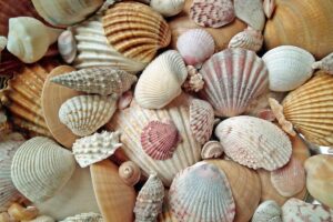 viele schöne bunte Muscheln