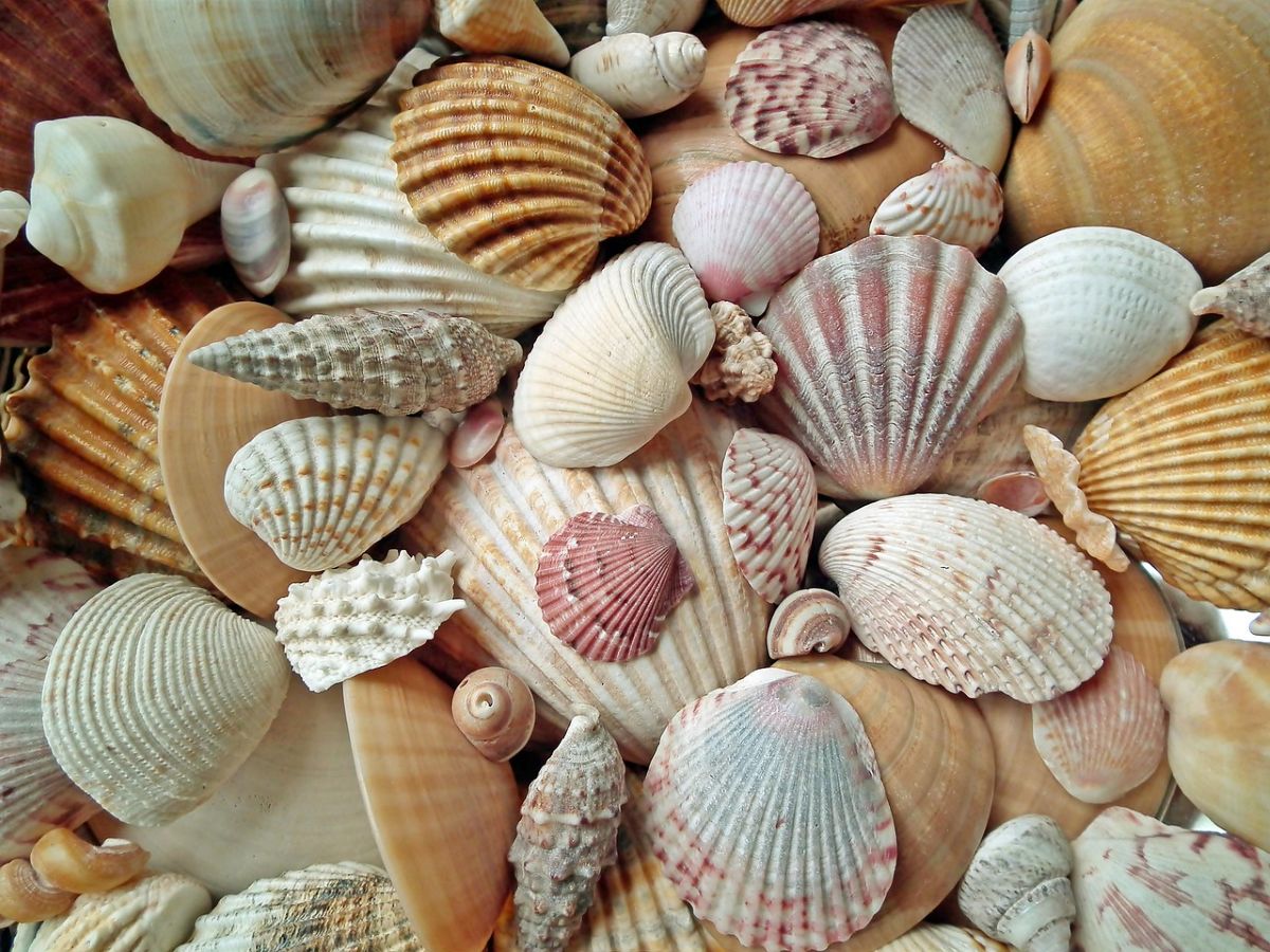 viele schöne bunte Muscheln