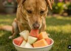 Vertragen Hunde Melonen?
