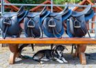 Warum in den Urlaub fahren und das Pferd zuhause lassen?