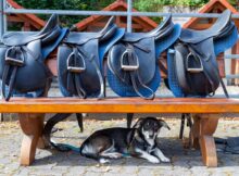 Warum in den Urlaub fahren und das Pferd zuhause lassen?