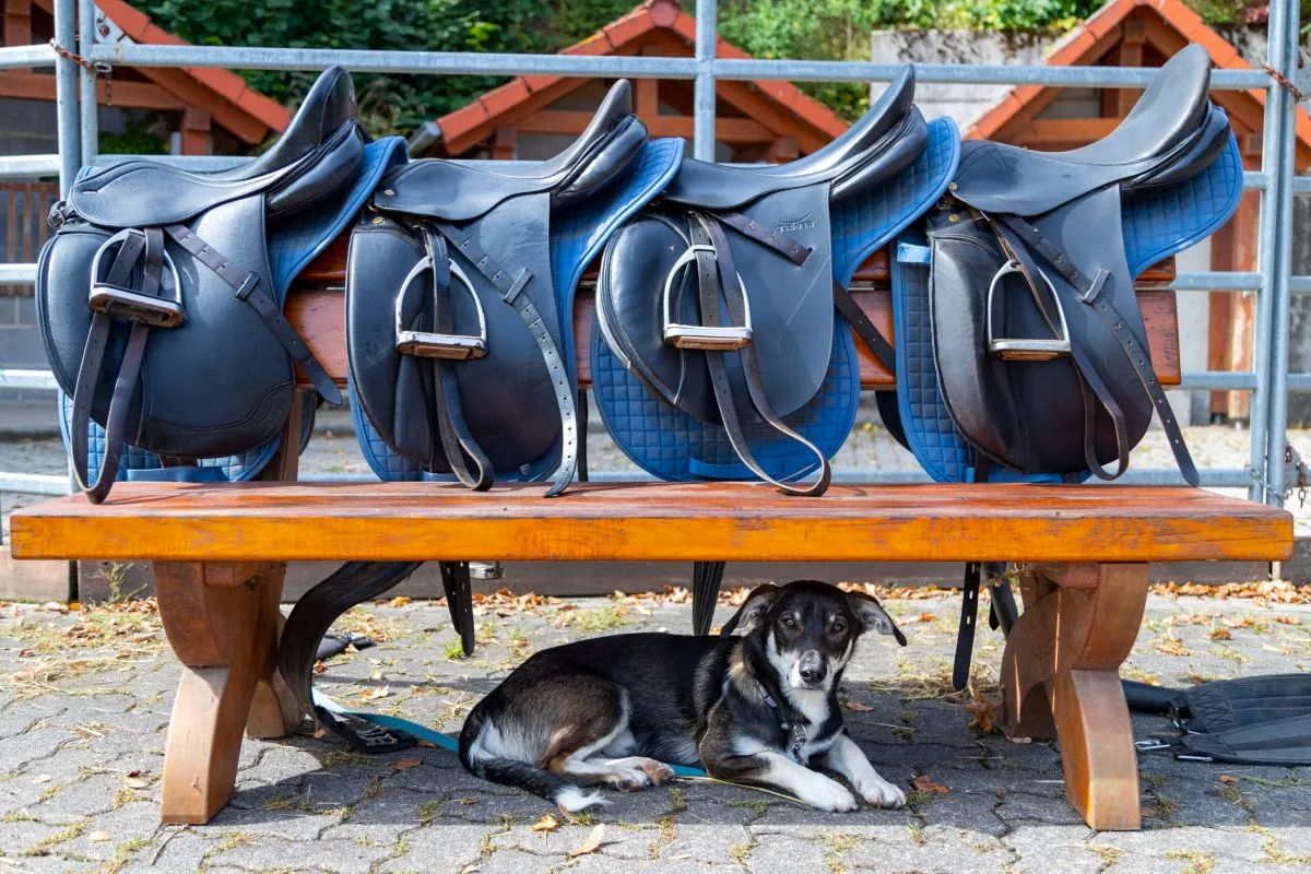 Warum in den Urlaub fahren und das Pferd zuhause lassen?